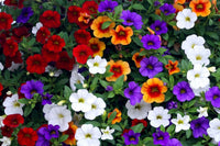 Calibrachoa Million Bells flowering plant growing in a hanging basket container