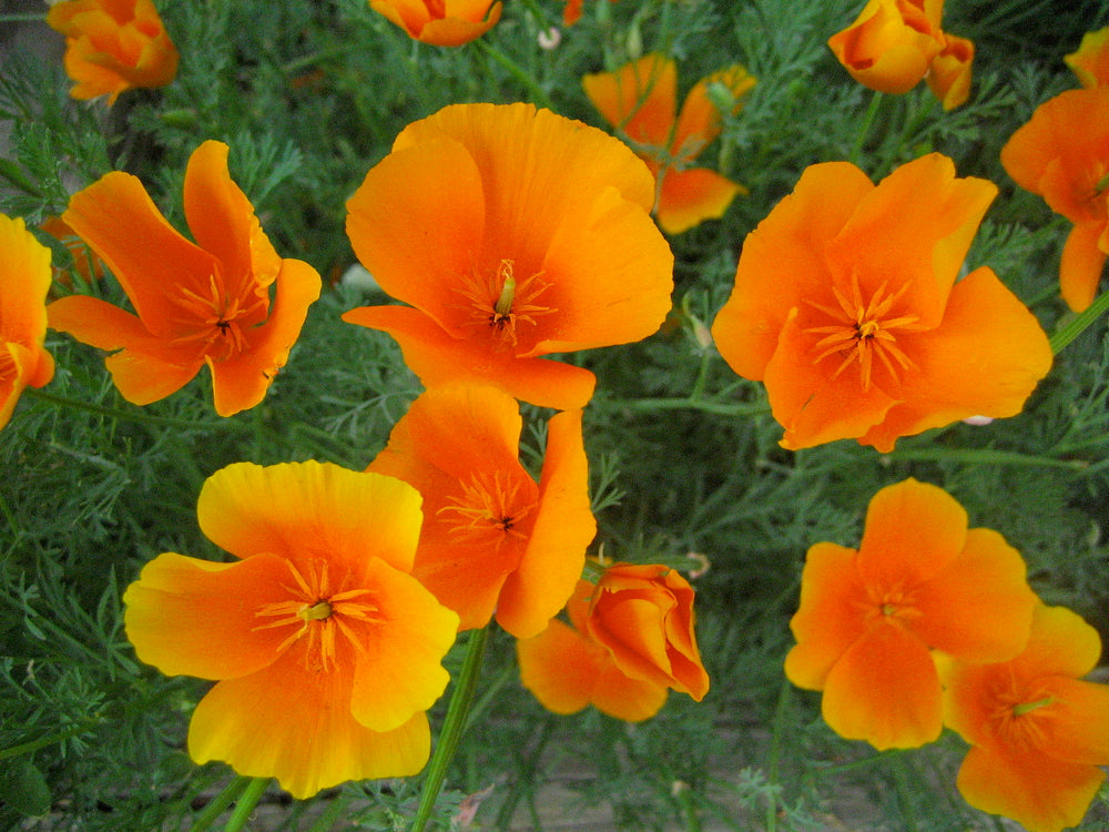 Orange Eschscholtzia Flower Seeds – Bright Blooms Heirloom & NonGMO for Home Garden
 
 Sale