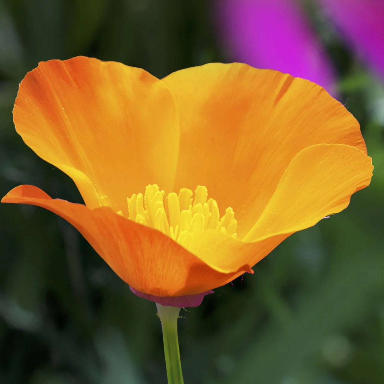 Cali Flower seeds for Planting Premium Quality Heirloom & GMO Free Seeds for Home Garden