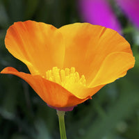 Cali Flower seeds for Planting Premium Quality Heirloom & GMO Free Seeds for Home Garden