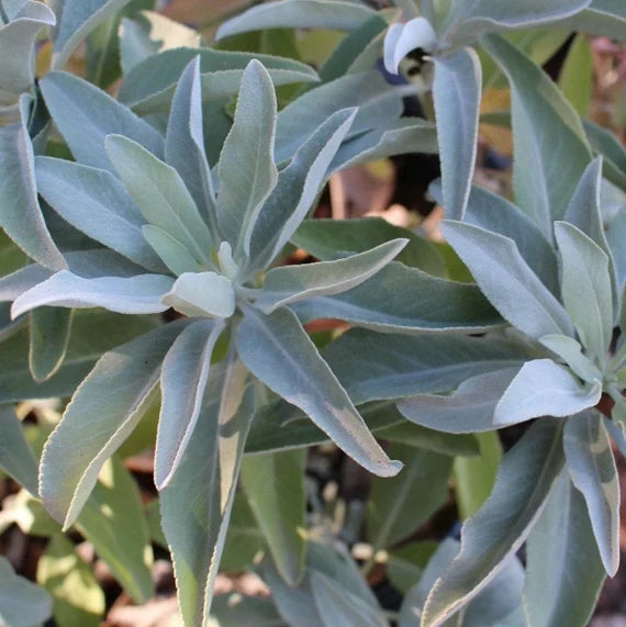 California White Sage (Salvia apiana) seeds ready for garden planting.