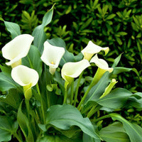 White Rich Aroma Flower seeds for Planting - Colorful Display, Heirloom & GMO Free Seeds for Home Garden