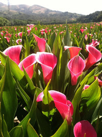 Rainbow Calla Lily mixed color flowers growing in a garden