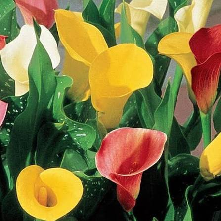 Calla Lily flowering plant growing in a decorative pot on a balcony area