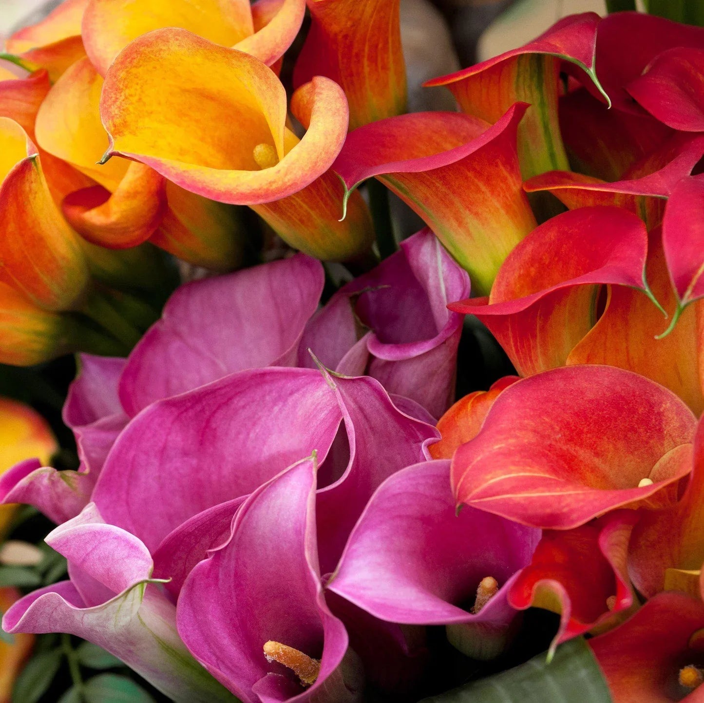 Calla Lily Rainbow Mix flower seeds with colorful seasonal blooms