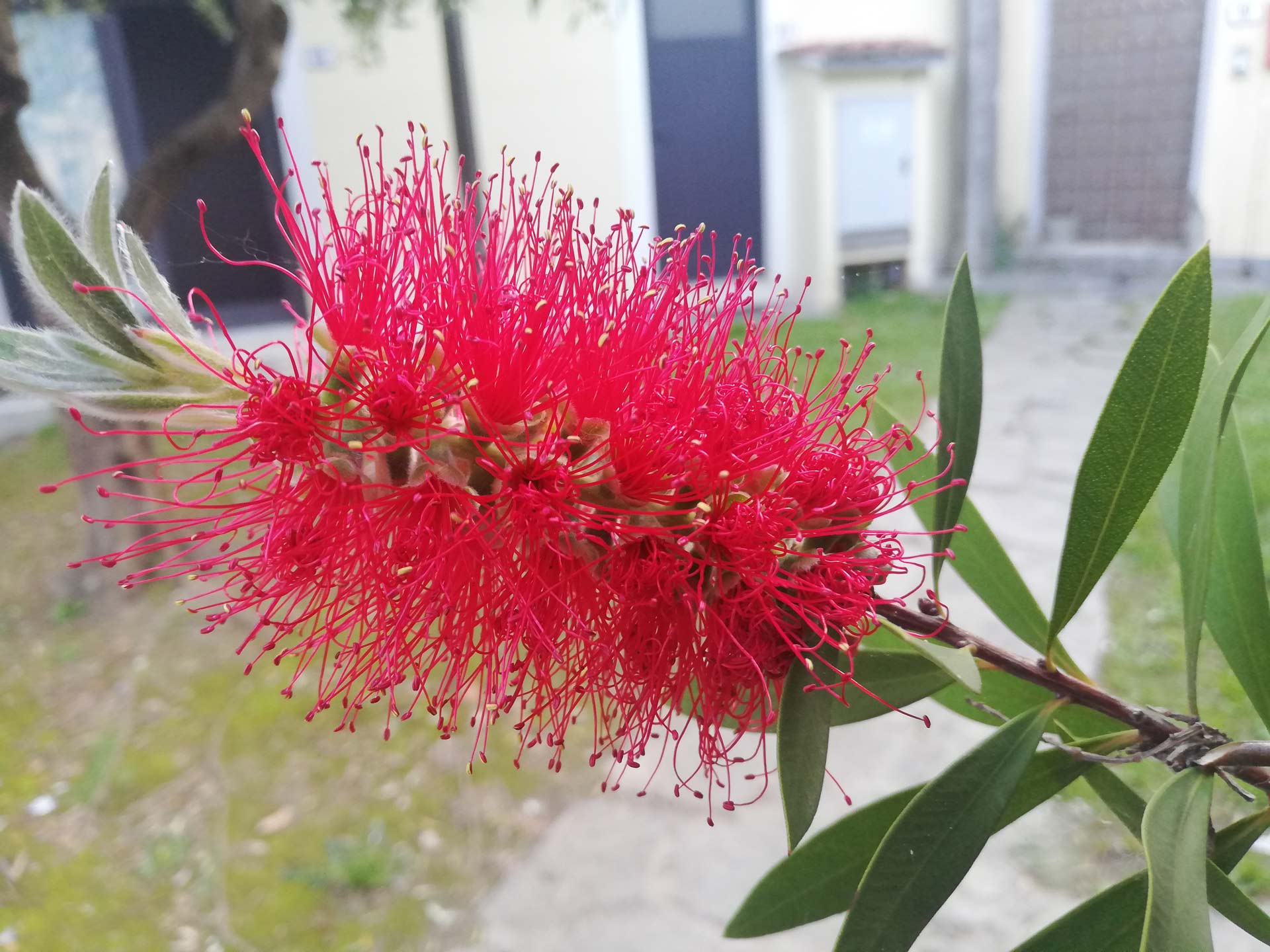 Pink Melaleuca Flower seeds for Planting - Fragrant Blossoms, Heirloom & GMO Free Seeds for Home Garden