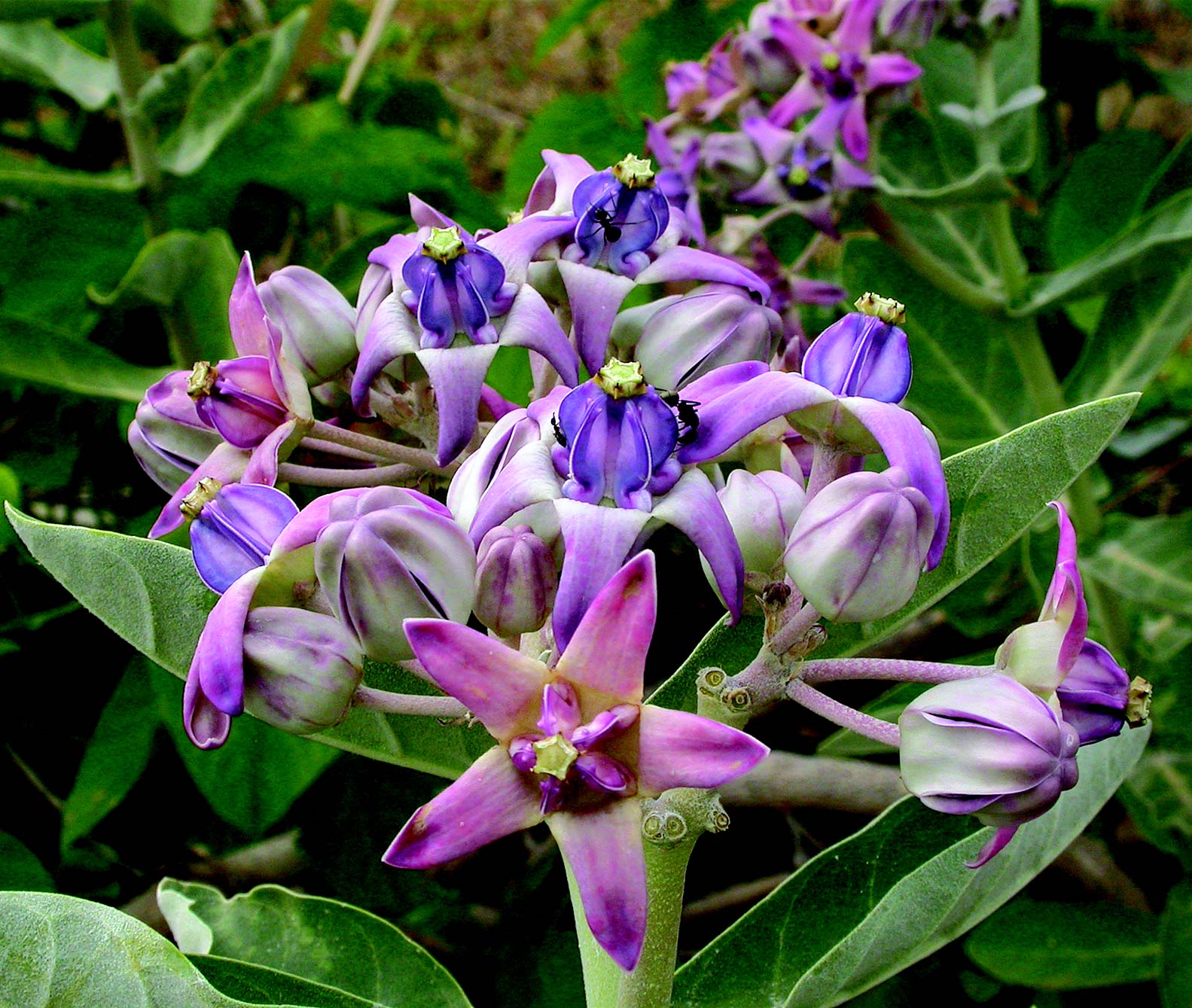 Calotropis Flower seeds for Planting - Drought Tolerant, Heirloom & GMO Free Seeds for Home Garden