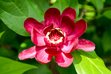 Red Calycanthus Flower seeds for Planting - Fragrant Blossoms, Heirloom & GMO Free Seeds for Home Garden