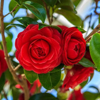 Camellia Flower seeds for Planting Shade Tolerant Heirloom & GMO Free Seeds for Home Garden