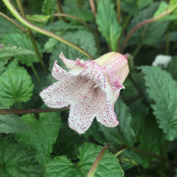 Pink Bell Orchid Flower seeds for Planting - Pollinator Friendly, Heirloom & GMO Free Seeds for Home Garden