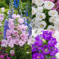 Canterbury Bells flower plants with vibrant bell-shaped blooms in mixed colors.