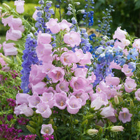 Perennial Mixed Campanula Bellflower flowers growing in a colorful garden border.