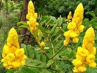 Cassia Alata Flower seeds for Planting Fragrant Blossoms Heirloom & GMO Free Seeds for Home Garden 
 
 Sale