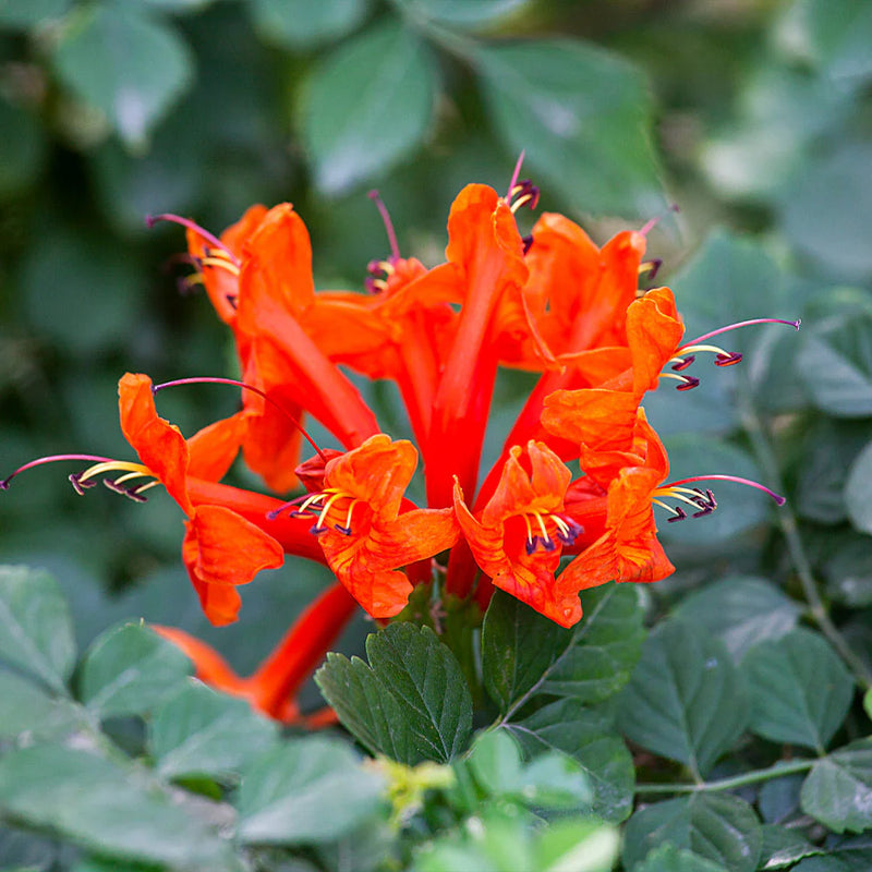 Red Cape Honeysuckle Flower seeds for Planting - Cut Flower Favorite, Heirloom & GMO Free Seeds for Home Garden