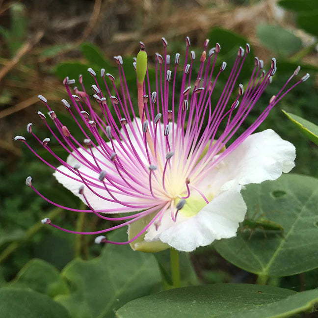 Blue Caper Flower Seeds: Best Planting Tips for Gardeners