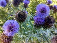Mature French Globe Artichoke Purple growing in a home vegetable garden