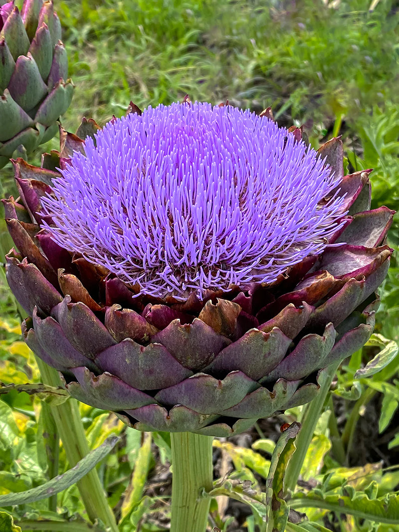 Blue Cardoon Flower seeds for Planting - Cottage Garden Essential, Heirloom & GMO Free Seeds for Home Garden