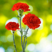 Heirloom Carnation Flower seeds for Planting Shade Tolerant Heirloom & GMO Free Seeds for Home Garden