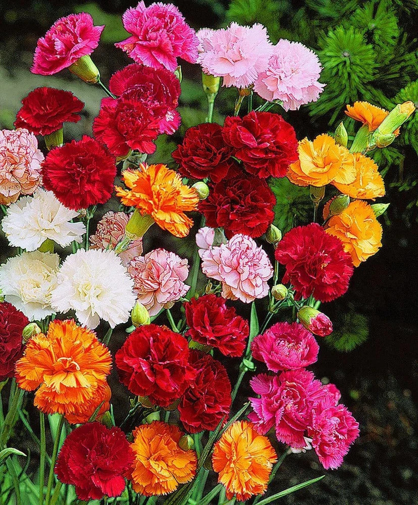 Rose Dianthus Carnation Seeds for Planting Garden Borders Urban Spaces