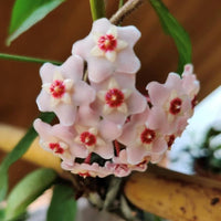 Hoya Carnosa Wax Plant Flower Seeds for Planting – Perennial Climbing Vine for Indoor Pots, Containers & Outdoor Gardens