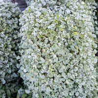 Cascading Dichondra Silver Falls with silvery foliage in a hanging basket.