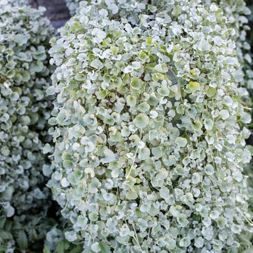 Cascading Dichondra Silver Falls with silvery foliage in a hanging basket.