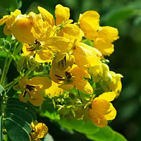 Semen Cassiae Flower seeds for Planting - Long Bloom Season, Heirloom & GMO Free Seeds for Home Garden