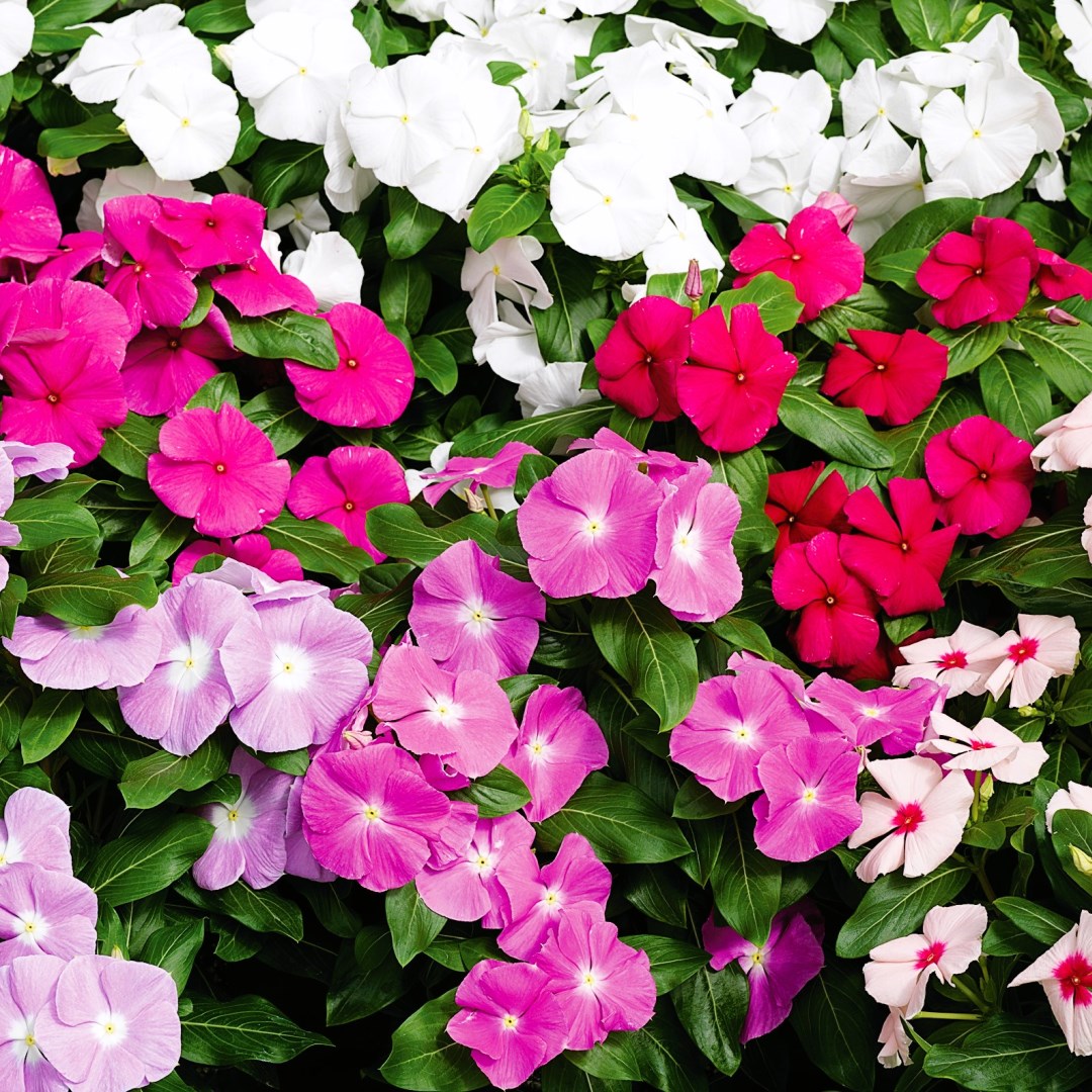 Heirloom non-GMO Mix Vinca Periwinkle flower seeds for outdoor gardens.