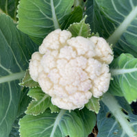 Healthy cauliflower plug plants ready for transplanting into a vegetable garden.
