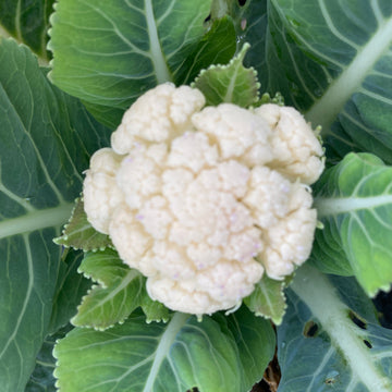 Healthy cauliflower plug plants ready for transplanting into a vegetable garden.

