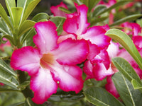 Desert Rose growing in a suitable garden container