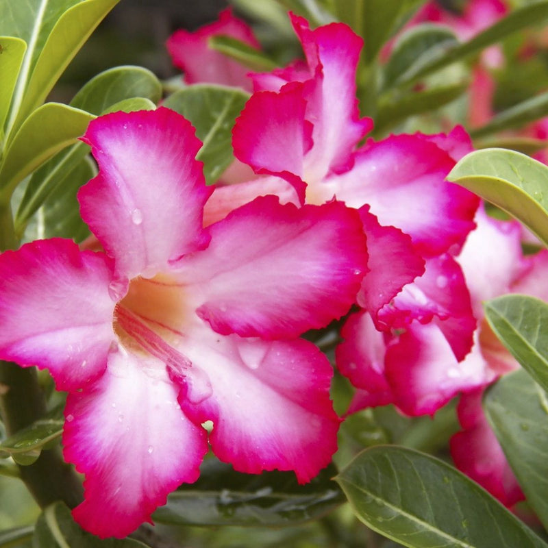 Rare Red Desert Rose Seeds – Unique, Hardy Desert Flower for Your Garden