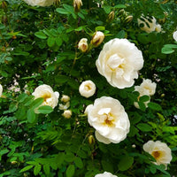 White Climbing Rose Flower seeds for Planting - Premium Quality, Heirloom & GMO Free Seeds for Home Garden