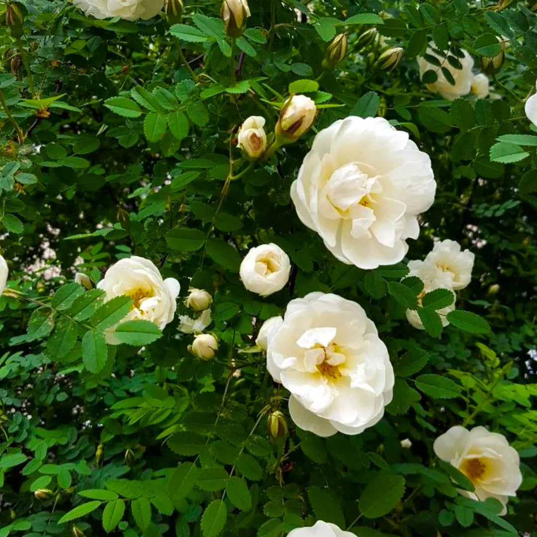 White Climbing Rose Flower Seeds for Planting Cottage Garden Essential Heirloom & GMO Free Seeds for Home Garden
 
 Sale