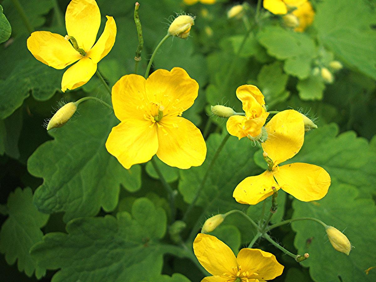 Chelidonium Flower seeds for Planting Perfect for Borders Heirloom & GMO Free Seeds for Home Garden 
 
 Sale