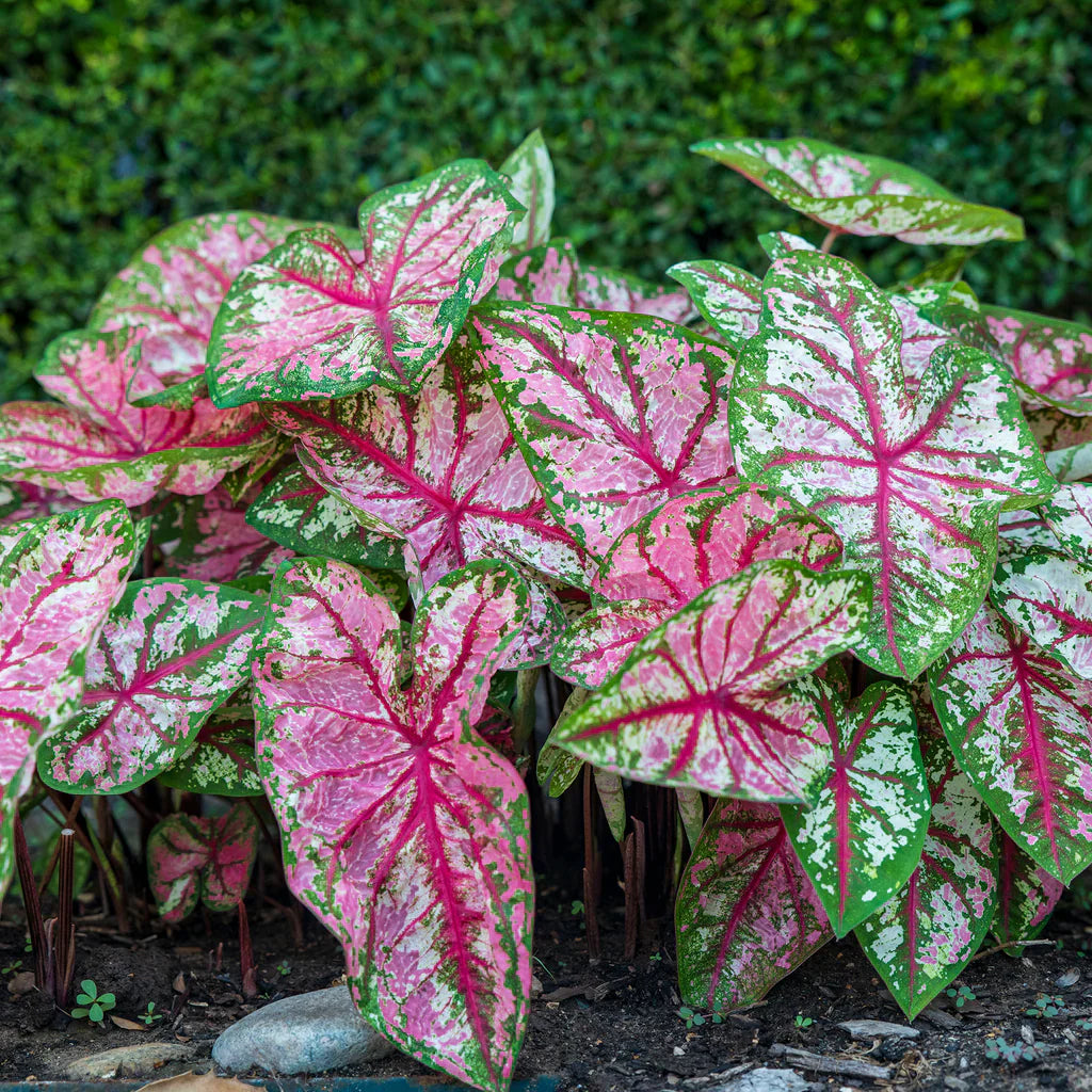 Light Pink Green Caladium Leaf Seeds for Planting Low Maintenance Heirloom & GMO Free Seeds for Home Garden
 
 Sale