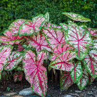 Light Pink Green Caladium Leaf Seeds for Planting Low Maintenance Heirloom & GMO Free Seeds for Home Garden
 
 Sale