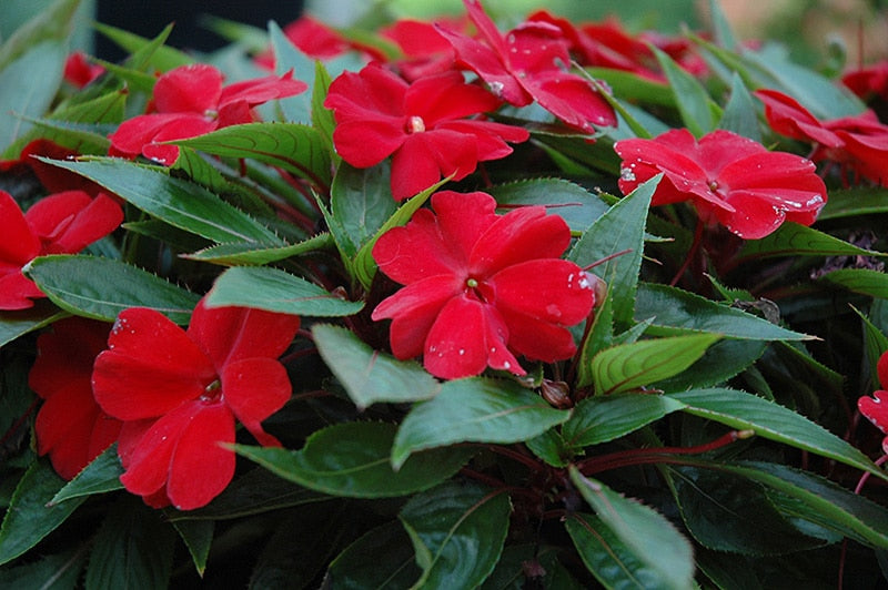 Guinea Flower seeds for Planting Shade Tolerant Heirloom & GMO Free Seeds for Home Garden
