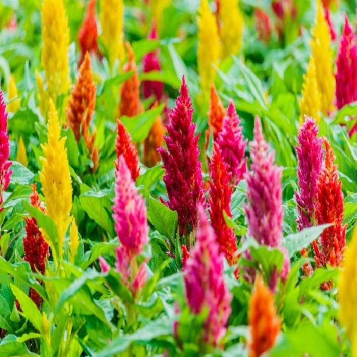 Celosia Giant Mix plants adding bold color to a landscaped garden border.