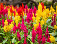 Celosia Fresh Look Orange Seeds for Planting flower bed garden