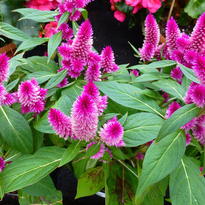 Pink Celosia Caracas Flower seeds for Planting Seasonal Bloomer Heirloom & GMO Free Seeds for Home Garden
 
 Sale