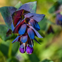 Blue Honeywort Flower seeds for Planting - Long Bloom Season, Heirloom & GMO Free Seeds for Home Garden