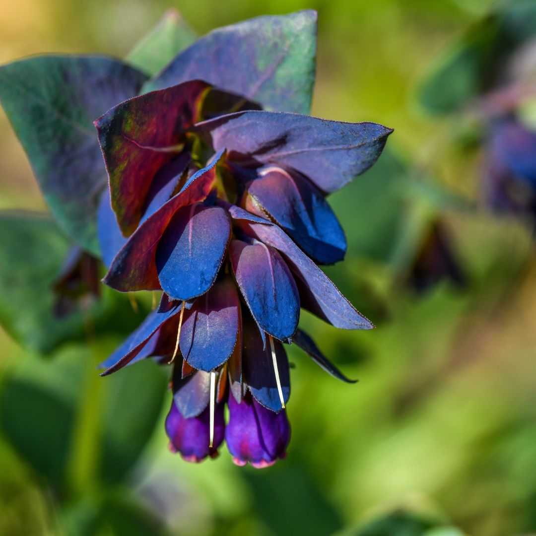 Blue Cerinthe Flower Planting Seeds