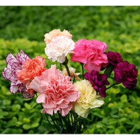Rose Dianthus Carnation Seeds for Planting Garden Borders Urban Spaces