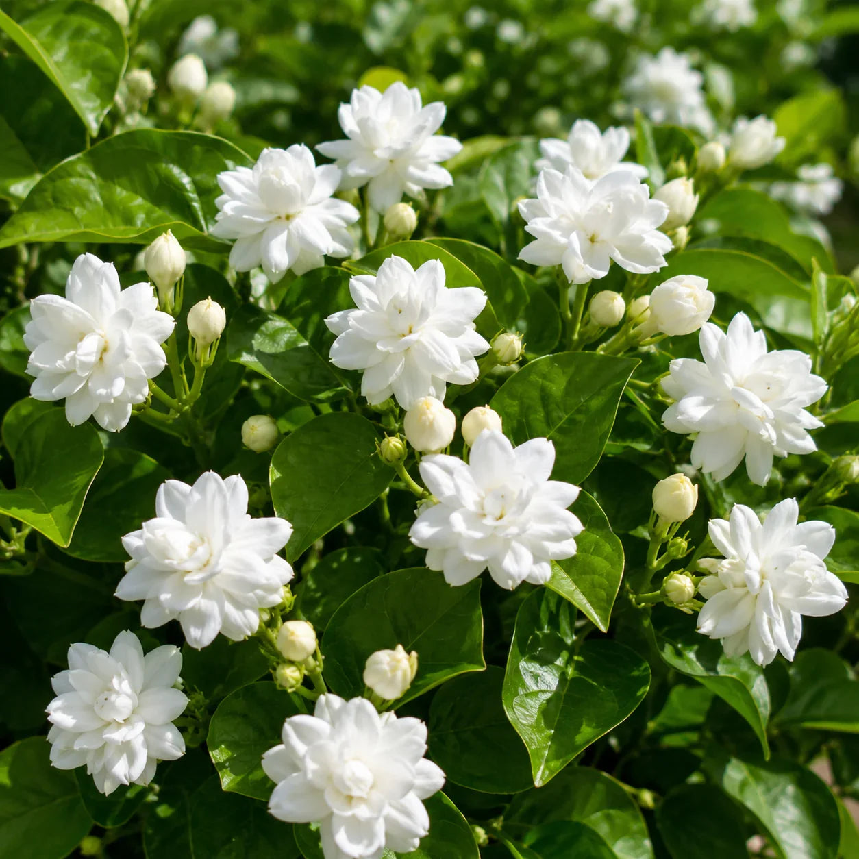 Arabian Jasmine (Jasminum sambac) Seeds for Planting – Heirloom & Non-GMO Flower Seeds