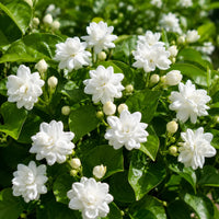 Arabian Jasmine (Jasminum sambac) Seeds for Planting – Heirloom & Non-GMO Flower Seeds