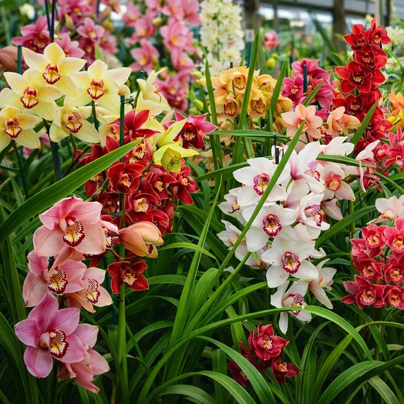 Mixed Cymbidium planting selection with green foliage