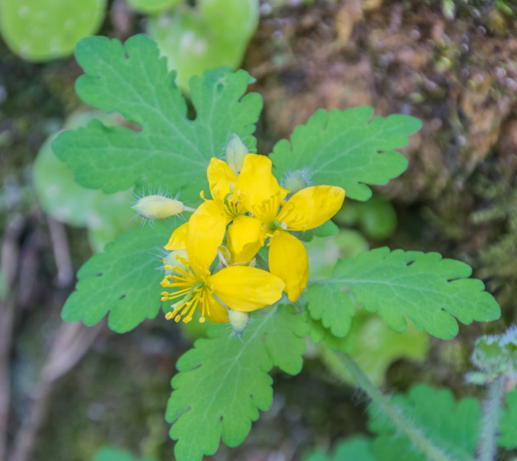 Yellow Chelidonium Flower seeds for Planting - Shade Tolerant, Heirloom & GMO Free Seeds for Home Garden
 
 Sale seeds for home garden