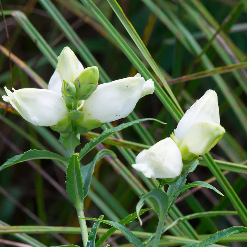 Chelone Glabra Flower seeds for Planting Cottage Garden Essential Heirloom & GMO Free Seeds for Home Garden 
 
 Sale