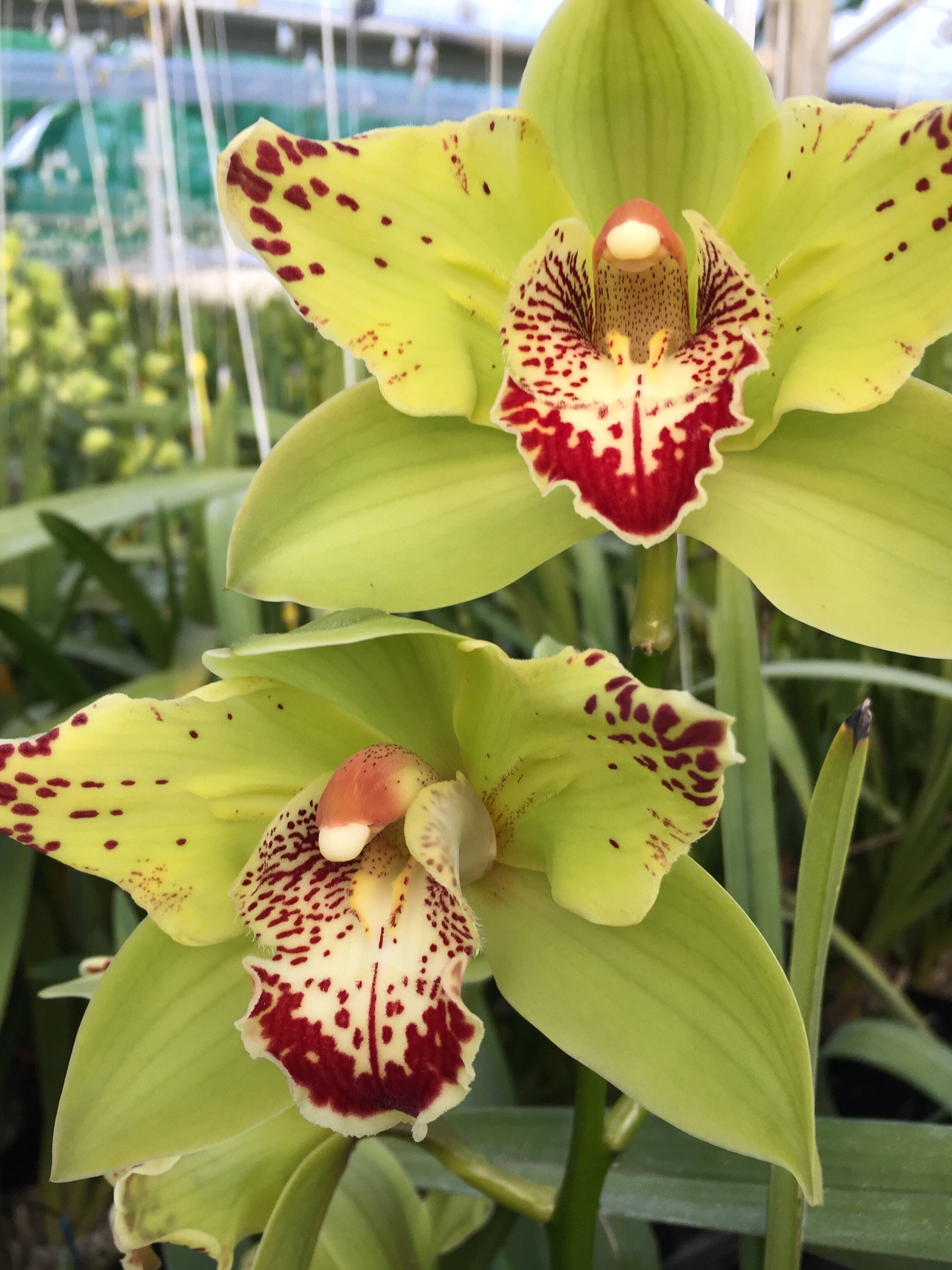 Green Orchid Flower Seeds for Planting – Hardy Variety Heirloom & NonGMO Home Garden Seeds
 
 Sale